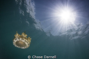"Suspended"
A Jelly Fish suspended in water and light rays. by Chase Darnell 
